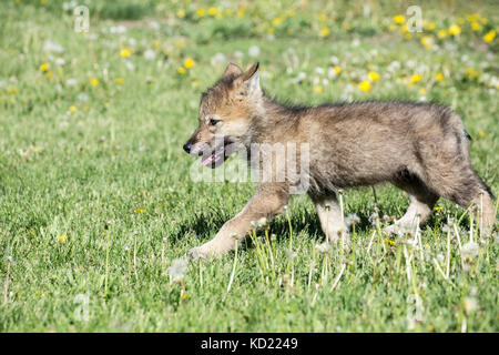 Grey Wolf pup marcher dans un pré près de Bozeman, Montana, USA. Des animaux en captivité. Banque D'Images