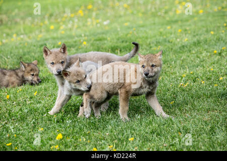 Portée de louveteaux gris jouer combats dans un pré, près de Bozeman, Montana, USA. Des animaux en captivité. Banque D'Images