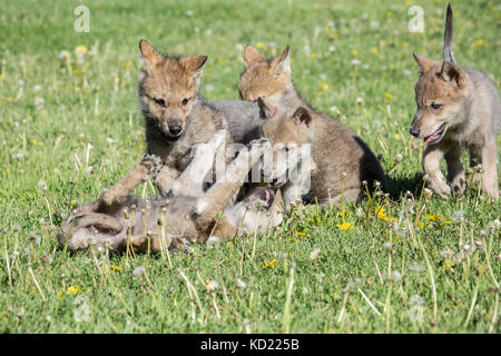 Portée de louveteaux gris jouer combats dans un pré, près de Bozeman, Montana, USA. Des animaux en captivité. Banque D'Images