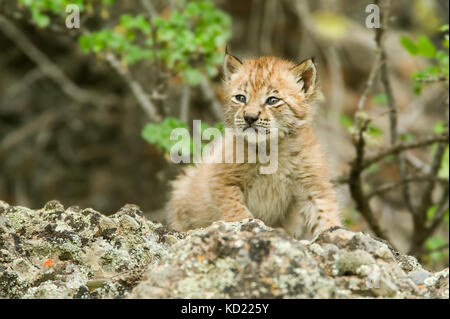 Lynx de Sibérie chaton climbing on rocks à Bozeman, Montana, USA. Des animaux en captivité. Gamme est en Asie centrale et du Nord de la Sibérie. Ils ont au départ Banque D'Images