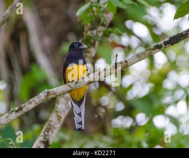 Homme vert (trogon trogon viridis viridis) sur une branche dans le nord de l'éventail Trinité Banque D'Images