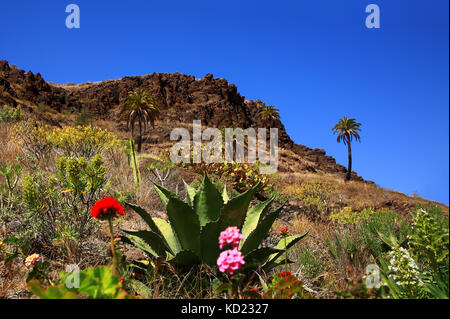 La flore de Gran Canaria, Îles Canaries, Espagne. Banque D'Images