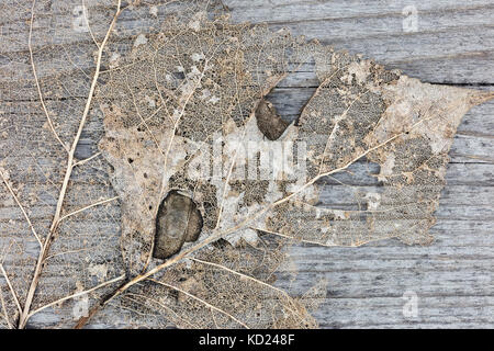 Feuille sèche d'automne sur les planches de bois. Vue détaillée de feuilles séchées de skeleton. Banque D'Images