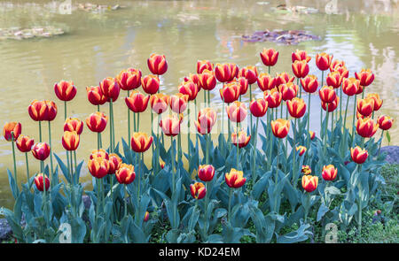 Les tulipes avec étang à l'arrière-plan Banque D'Images