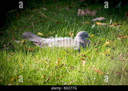 Pigeon de se reposer au soleil sur l'herbe mouillée. Banque D'Images