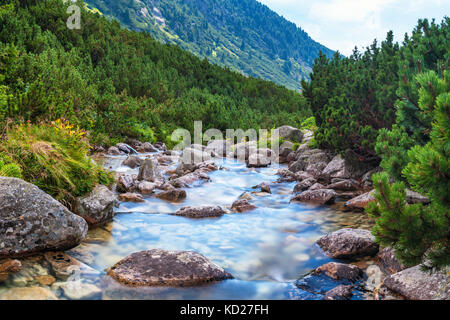 Ruisseau de montagne dans le Parc National des Hautes Tatras, Slovaquie Banque D'Images