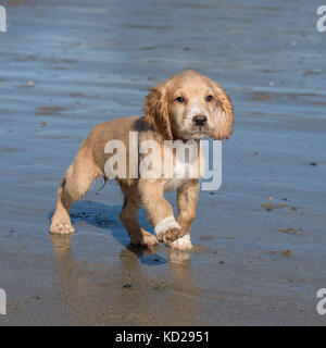 Cocker Anglais chiot on beach Banque D'Images