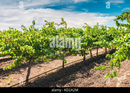 Dans les vignes du vignoble de la vallée de Barossa, Australie-Méridionale Banque D'Images