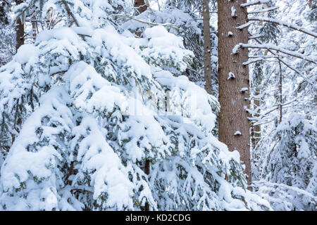 Branches de sapin recouvert de neige Banque D'Images