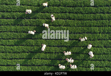 Xiamen, province chinoise du Fujian. 7 octobre 2017. Les cultivateurs de thé cueillent des feuilles de thé d'automne au village de Neizao du canton de Longjuan dans la ville de Quanzhou, province du Fujian du sud-est de la Chine, Oct. 7, 2017. Crédit : Zhang Jiuqiang/Xinhua/Alamy Live News Banque D'Images