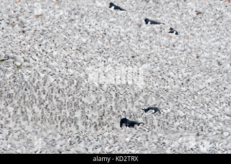 King's Lynn, Royaume-Uni. 10 Oct, 2017. Bécasseau maubèche Calidris canutus créant une vue spectaculaire à mesure qu'ils sont entassés ensemble dans restless troupeau comptant plus de 90 000 oiseaux au repos sur le Wash Snettisham Norfolk à marée haute ce matin : David Tipling Crédit Photo Library/Alamy Live News Banque D'Images