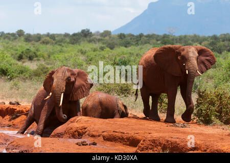 Les éléphants (Loxodonta africana) aider piégé veau dans la boue, l'Est de Tsavo National Park, Kenya Banque D'Images