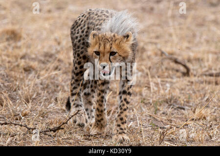 Cub Guépard (Acinonyx jubatus), Masai Mara, Kenya Banque D'Images