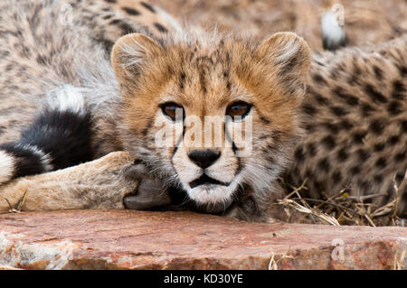 Cub Guépard (Acinonyx jubatus), Masai Mara, Kenya Banque D'Images