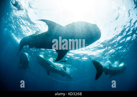 L'École de requins baleines près de la surface de l'eau, Cancún, Quintana Roo, Mexique, Amérique du Nord Banque D'Images