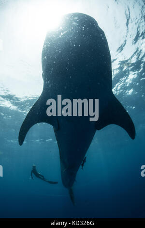 Piscine de plongée près de requin-baleine, Cancun, Quintana Roo, Mexique, Amérique du Nord Banque D'Images