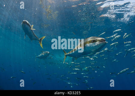 L'École de sériole (Seriola quinqueradiata) nager près de la surface, Guadalupe, Mexique Banque D'Images