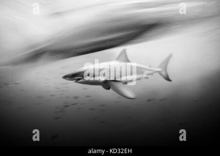 Grand requin blanc (Carcharodon carcharias) tourné à faible vitesse d'obturation, Guadalupe, Mexique Banque D'Images