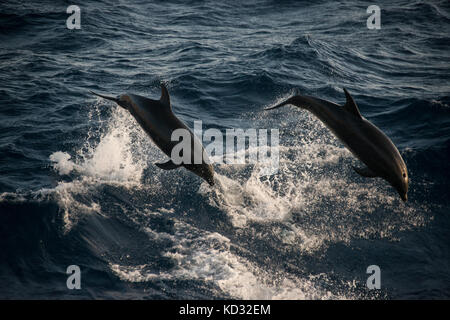 Les grands dauphins faisant sauts acrobatiques, Guadalupe, Mexique Banque D'Images