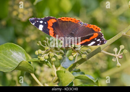 L'amiral rouge se nourrissent d'ivy blossom Banque D'Images