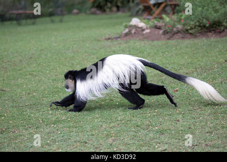 Noir et blanc adultes singe colobus courir sur la pelouse à elsamere kenya Banque D'Images