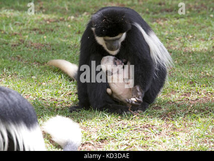 Noir et blanc femelle adulte colobus guereza colobus monkey avec jeune bébé assis sur le gazon elsamere kenya naivasha Banque D'Images