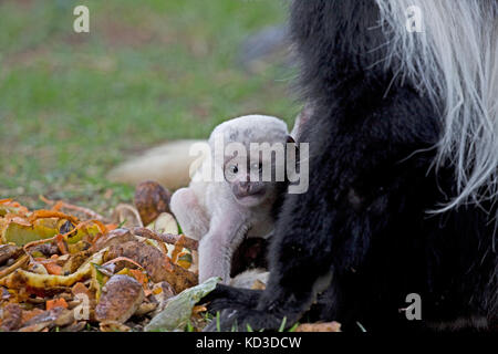 Bébé blanc pur et noir singe colobus guereza colobus blanc accroché à elsamere mère kenya naivasha Banque D'Images