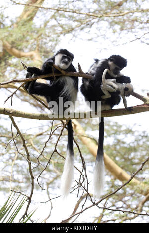 Deux singes colobus femelles adultes avec des bébés assis dans acacia elsamere kenya naivasha Banque D'Images