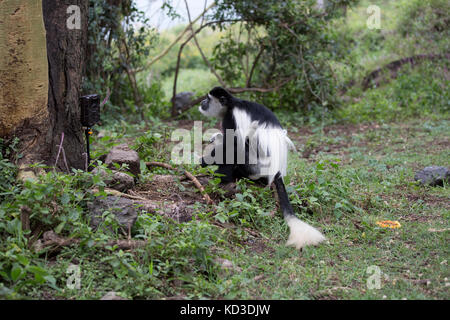 Singe colobus femelle et bébé à la piste à elsamere caméra kenya Banque D'Images