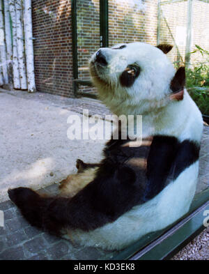 Panda dans le zoo Banque D'Images