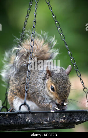 Un écureuil gris de fêtes sur les oiseaux la nourriture laissée dans un jardin Banque D'Images