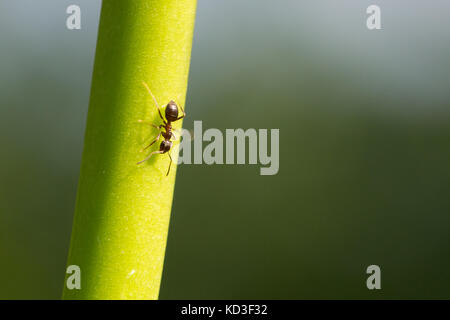 Ant d'exécution sur une fleur stemp Banque D'Images