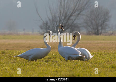 Cygnes sur les champs Banque D'Images