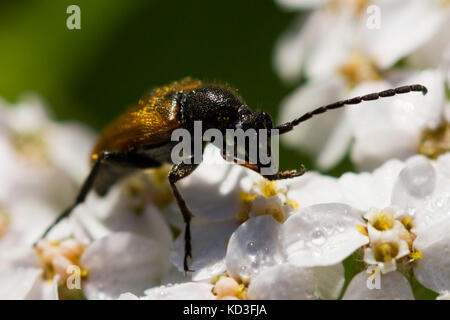 Bug assis sur une fleur Banque D'Images