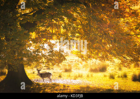Un chevreuil cerf sous le feuillage de l'automne d'un horse chestnut tree à dallam park, milnthorpe, Cumbria. Banque D'Images