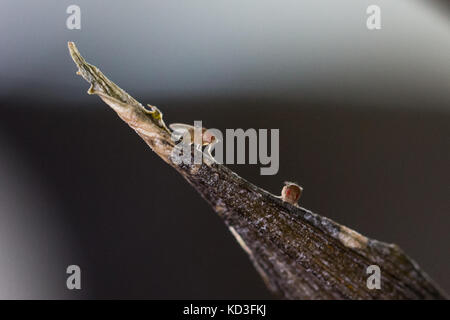 Drosophila melanogaster assis sur une banane Banque D'Images