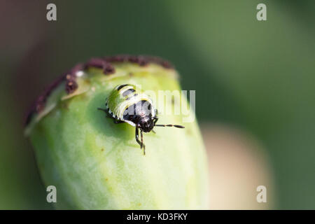 Bug assis sur une fleur Banque D'Images