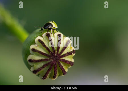 Bug assis sur une fleur Banque D'Images