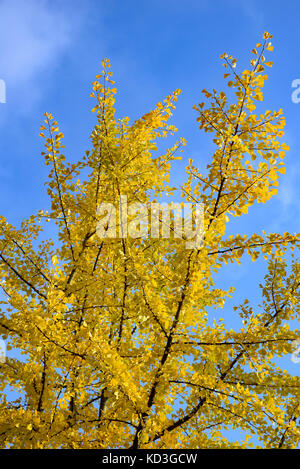 Le ginkgo (ginkgo biloba) avec les feuilles d'automne jaune, bleu ciel, Rhénanie du Nord-Westphalie, Allemagne Banque D'Images