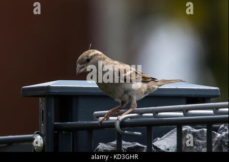 Sparrow assis sur une clôture Banque D'Images