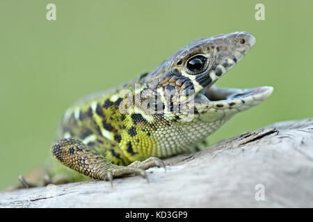 Schreiber lézard vert (Lacerta schreiberii) les jeunes avec la bouche ouverte Banque D'Images