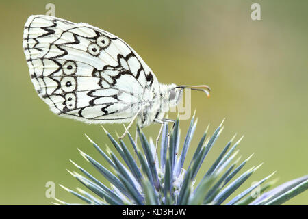 Blanc marbré (melanargia galathea) Banque D'Images