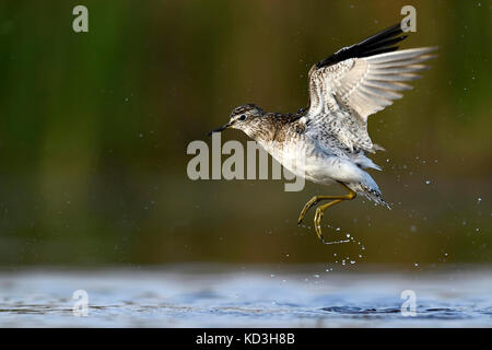 Le chevalier sylvain (Tringa glareola) au départ de l'eau, le parc national de Kiskunsag, Hongrie Banque D'Images