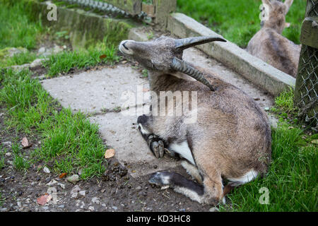 Goatling dans le zoo Banque D'Images