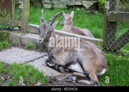 Goatling dans le zoo Banque D'Images