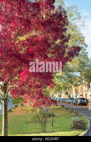 Fraxinus angustifolia 'Raywood'. Raywood Claret / Frêne frêne dans la rue en automne. Moreton in Marsh, Cotswolds, Gloucestershire, Angleterre Banque D'Images