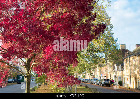 Fraxinus angustifolia 'Raywood'. Raywood Claret / Frêne frêne dans la rue en automne. Moreton in Marsh, Cotswolds, Gloucestershire, Angleterre Banque D'Images