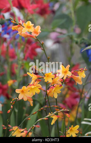 Crocosmia x crocosmiiflora 'Harlequin'. Montbretia 'fleurs' Arlequin Banque D'Images