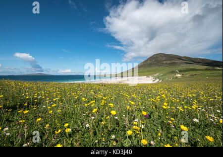 Dans la prairie "machair", Isle of Harris, Scotland Banque D'Images