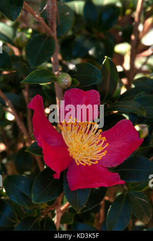 Camellia sasanqua yuletide Banque D'Images